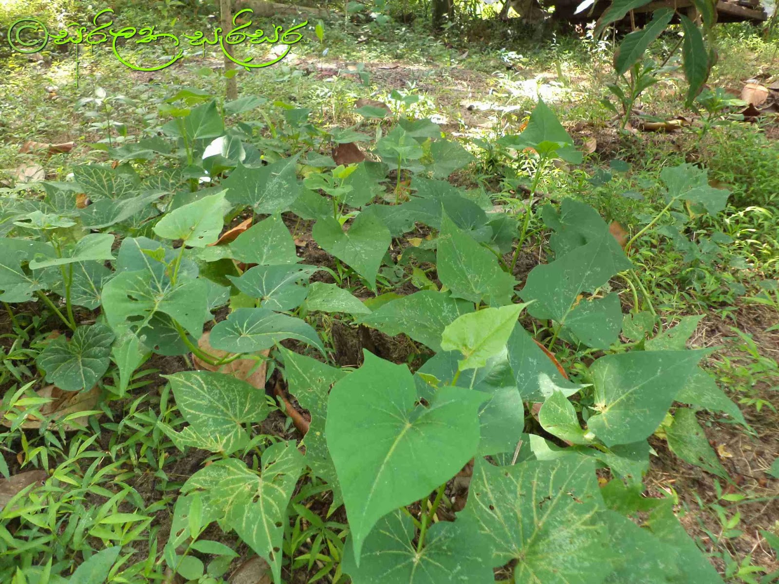 Trees and Plants of Sri Lanka බතල Sweet potato Ipomoea batatas
