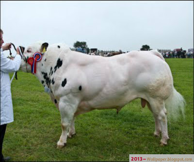 White-Beautiful-Cow-For-Bakra-Eid-2013-Eid-ul-Adha-Animals