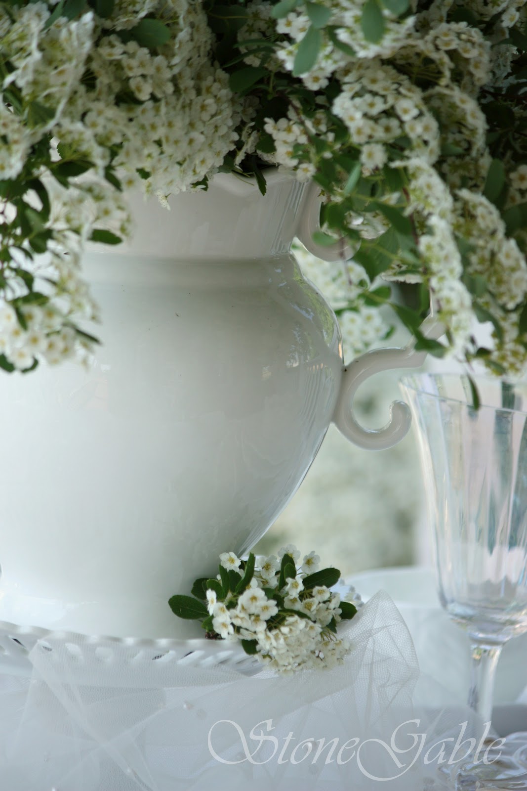 Plants Environment Spiraeas