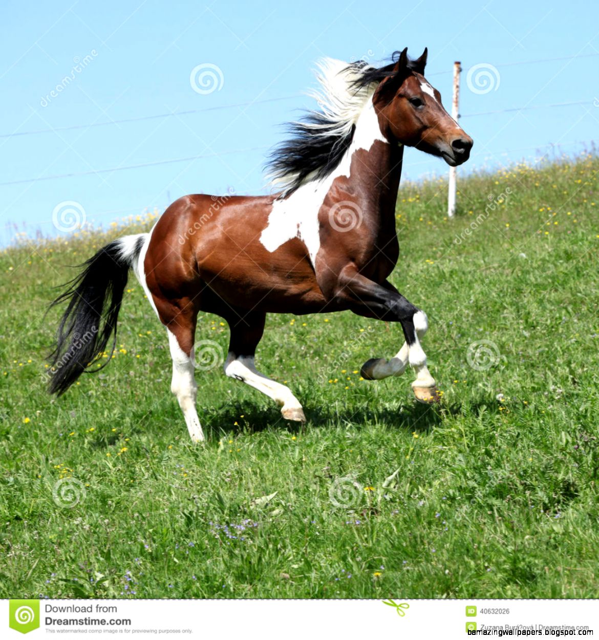 Gorgeous Brown And White Stallion Of Paint Horse Running Stock Gorgeous Brown And White Stallion Of Paint Horse Running Stock