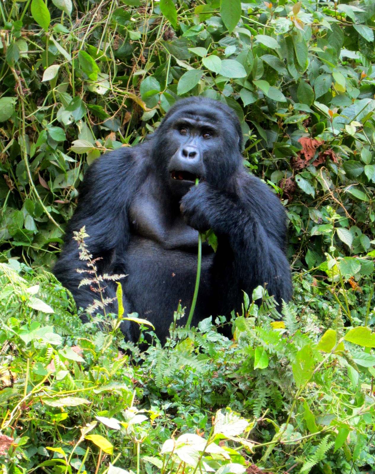 There and Back Again Peace Corps Uganda Fighting with Gorillas