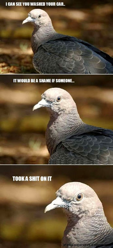 Funny animal captions Part 4 Funny animal captions Part 4