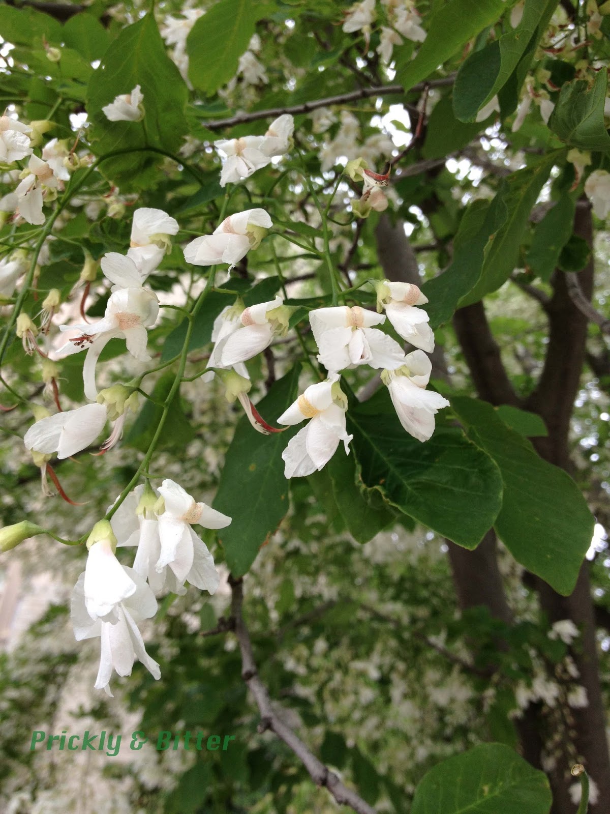 Prickly and Bitter The tree with the yellow wood