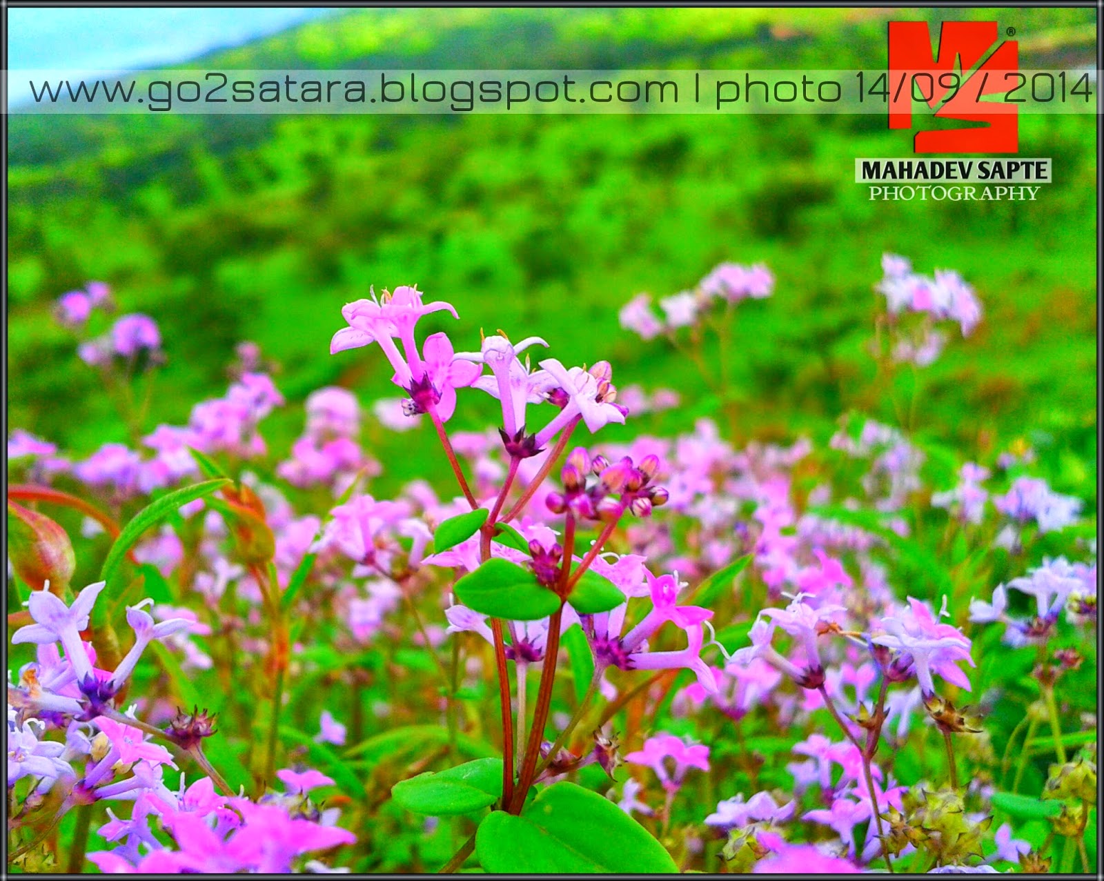Satara Mahabaleshwar Pratapgad Thoseghar Kas Pathar & Sahyadri