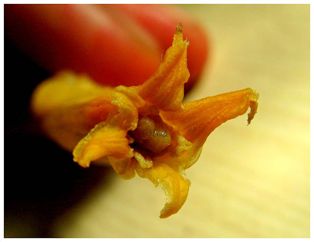 Vazhakoombu Thoran - Plantain Flower Stir Fry