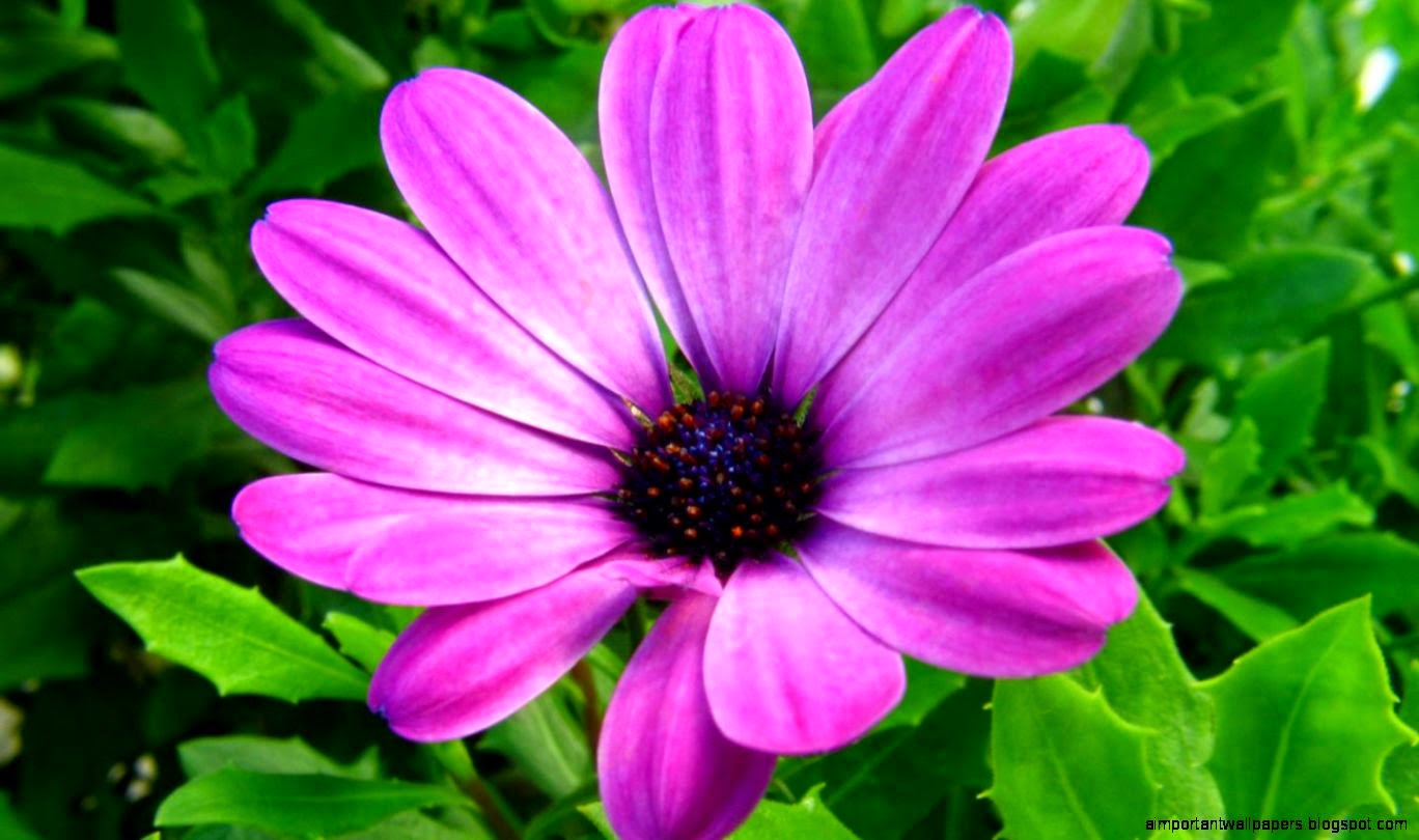 Pictures Of Natural Flowers 35 Pictures Of Natural Flowers 35