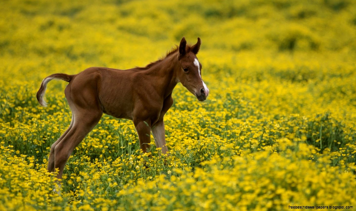 Brown Horse in Field of Flowers Brown Horse in Field of Flowers