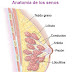 Desarrollo de mamas