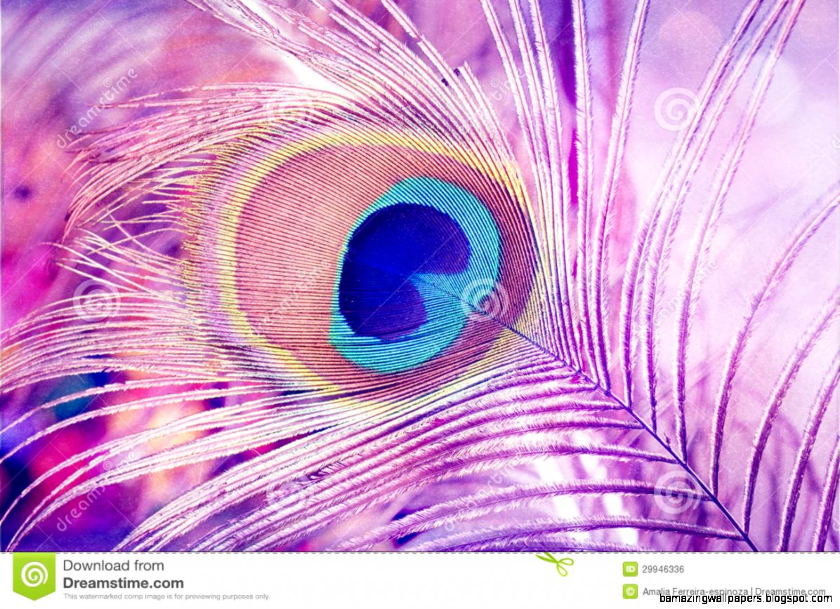 Peacock Feather Royalty Free Stock Image   Image 29946336 Peacock Feather Royalty Free Stock Image   Image 29946336