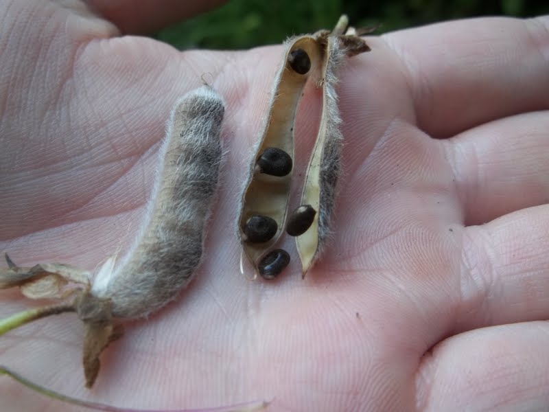 urbantomato Saving Lupin Seed