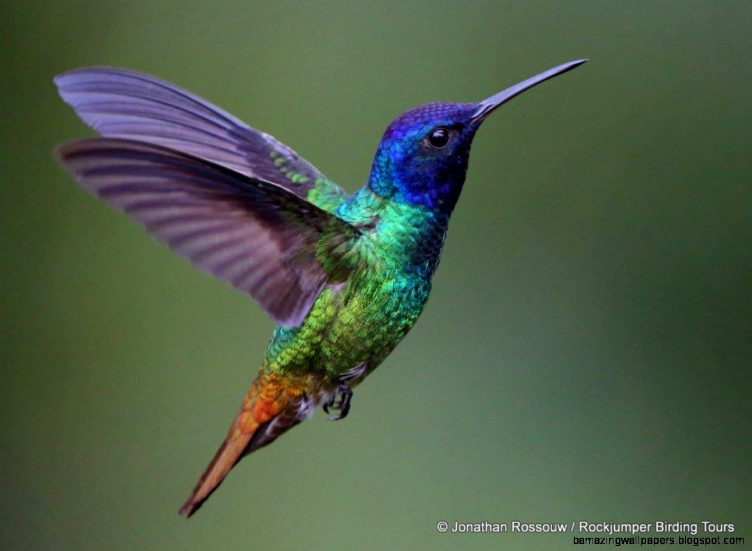 Colorful Hummingbirds | Amazing Wallpapers