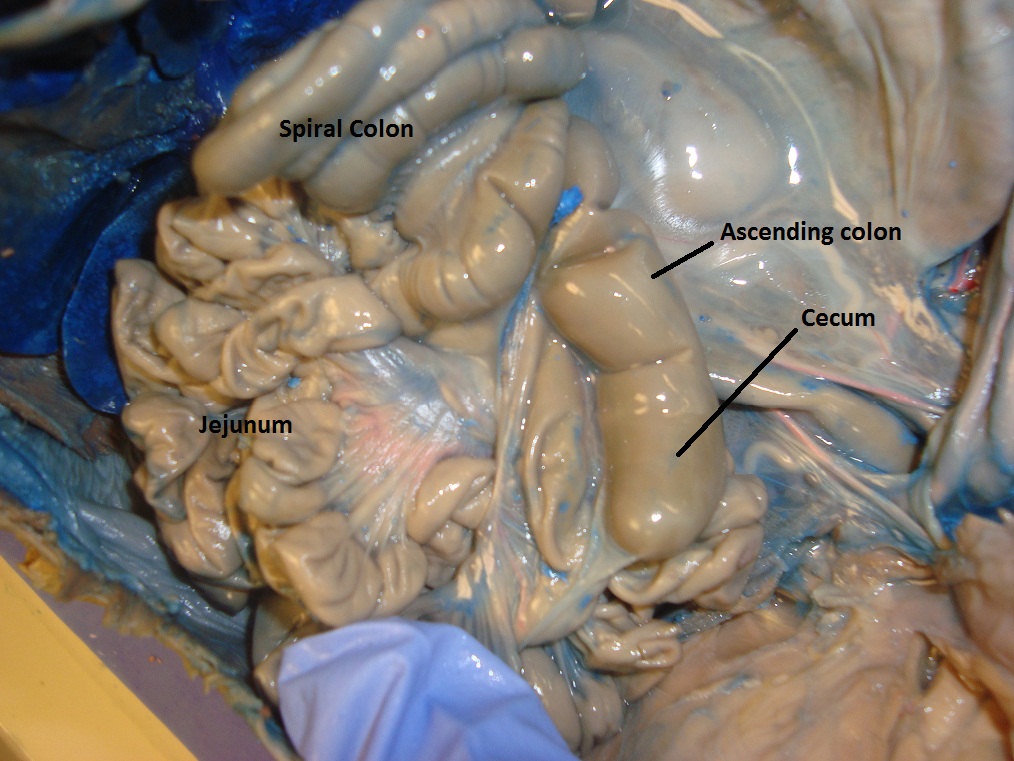 Pig Dissection: Day 3 - Finishing Digestive System