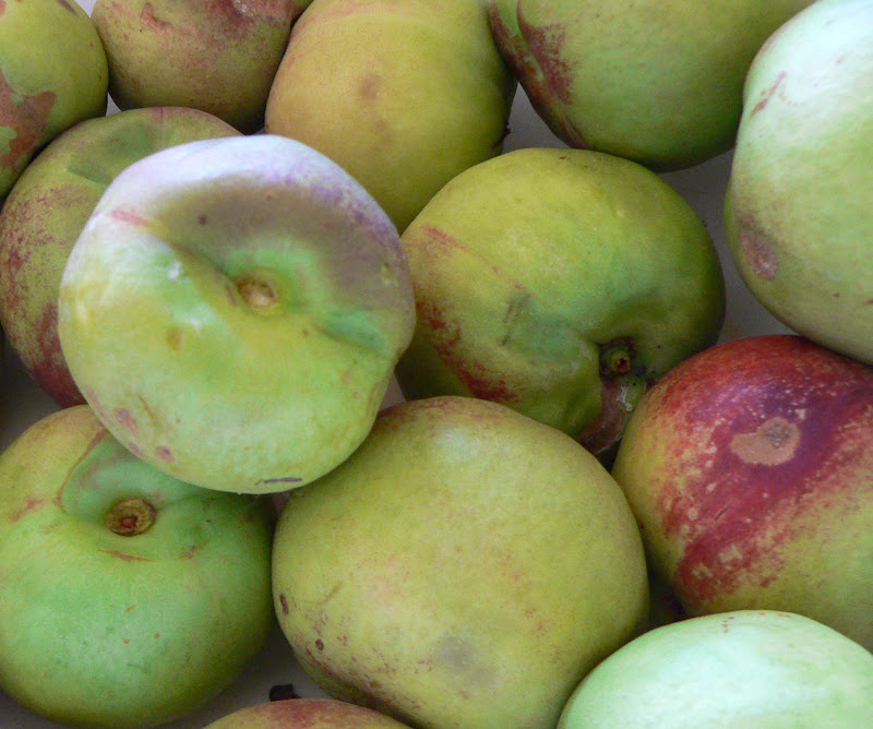 Ticketyboo Health Coaching Nectarine Harvest