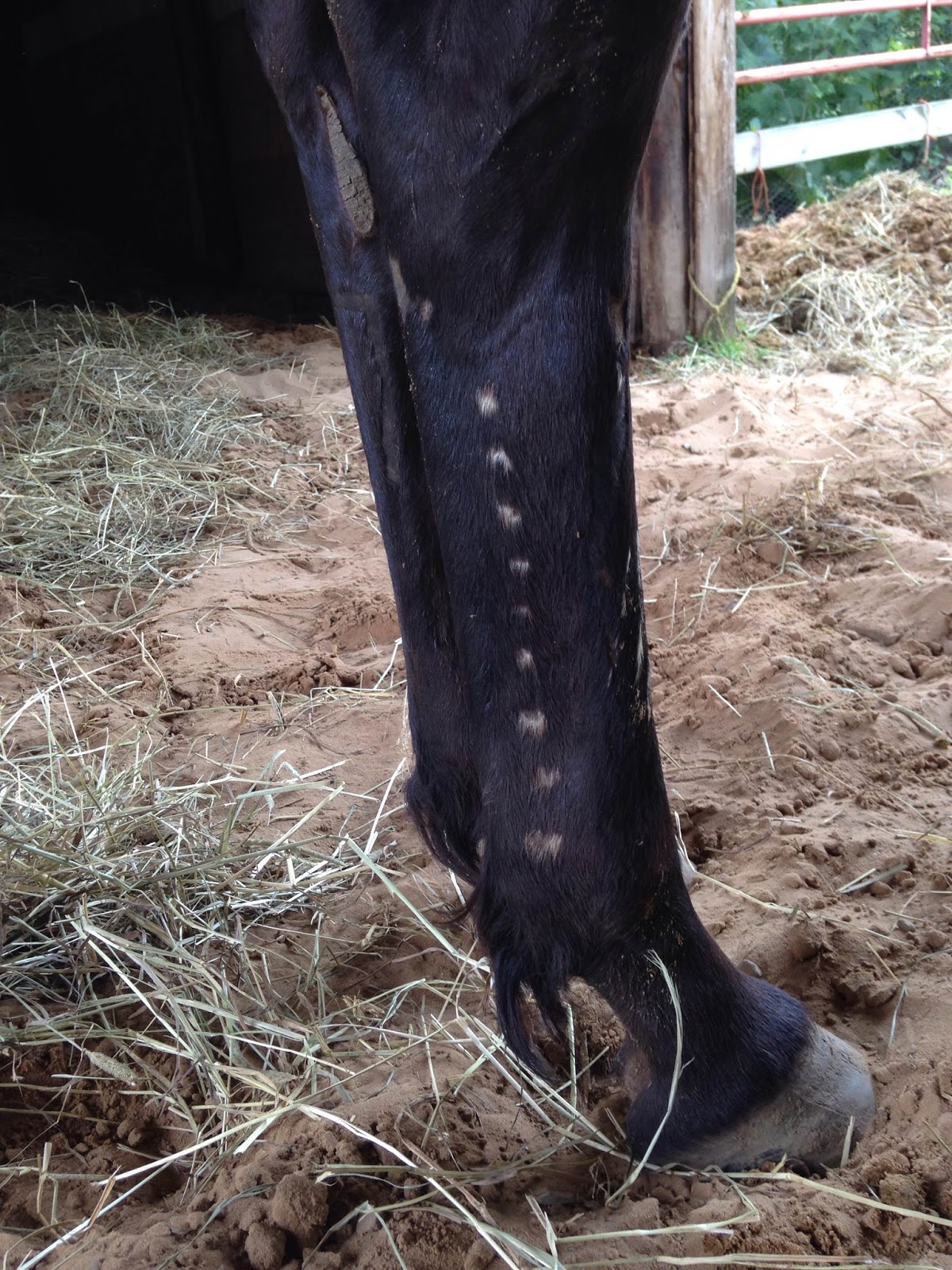 Must love mustangs! August 2014