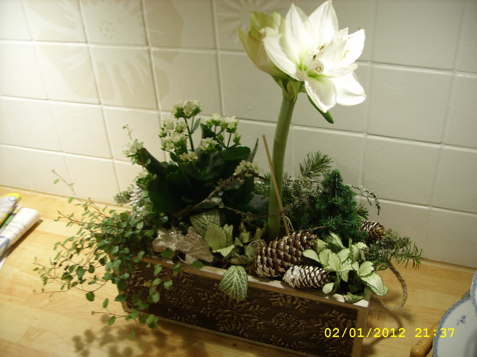 Drömgården: härliga amaryllis