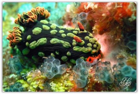 Gambar Terbaru 2012: Foto Pemandangan Bawah Laut Terindah Di Dunia