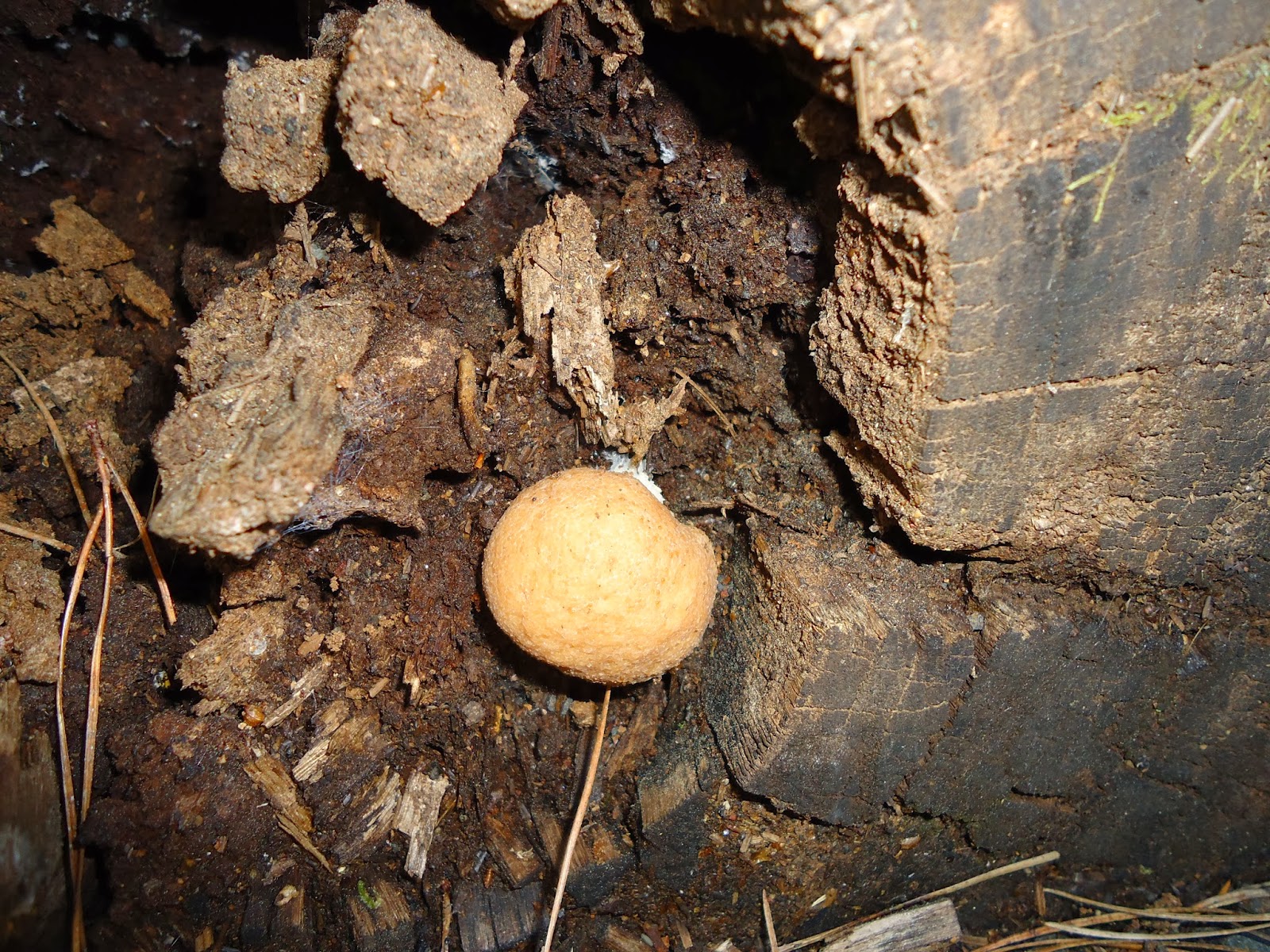 the Torrents Times Fungus finding { woodland/forest habitat}