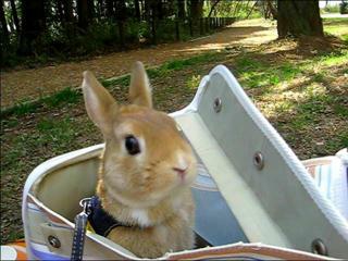 うさぎとお花見！