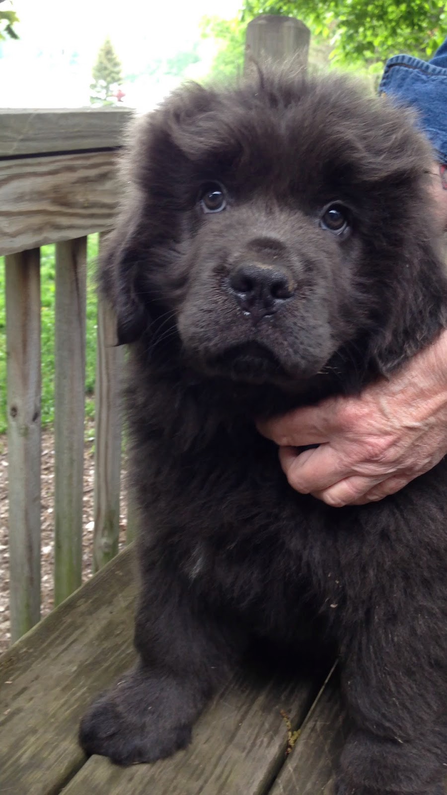 Hope Farm Newfoundlands