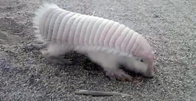 White Wolf : Passenger's amazing encounter with a pink fairy armadillo who  can't stop digging.