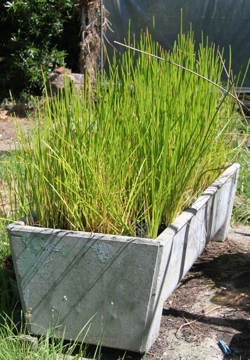 Chinese Water Chestnut (Eleocharis dulcis) organic john the gardener