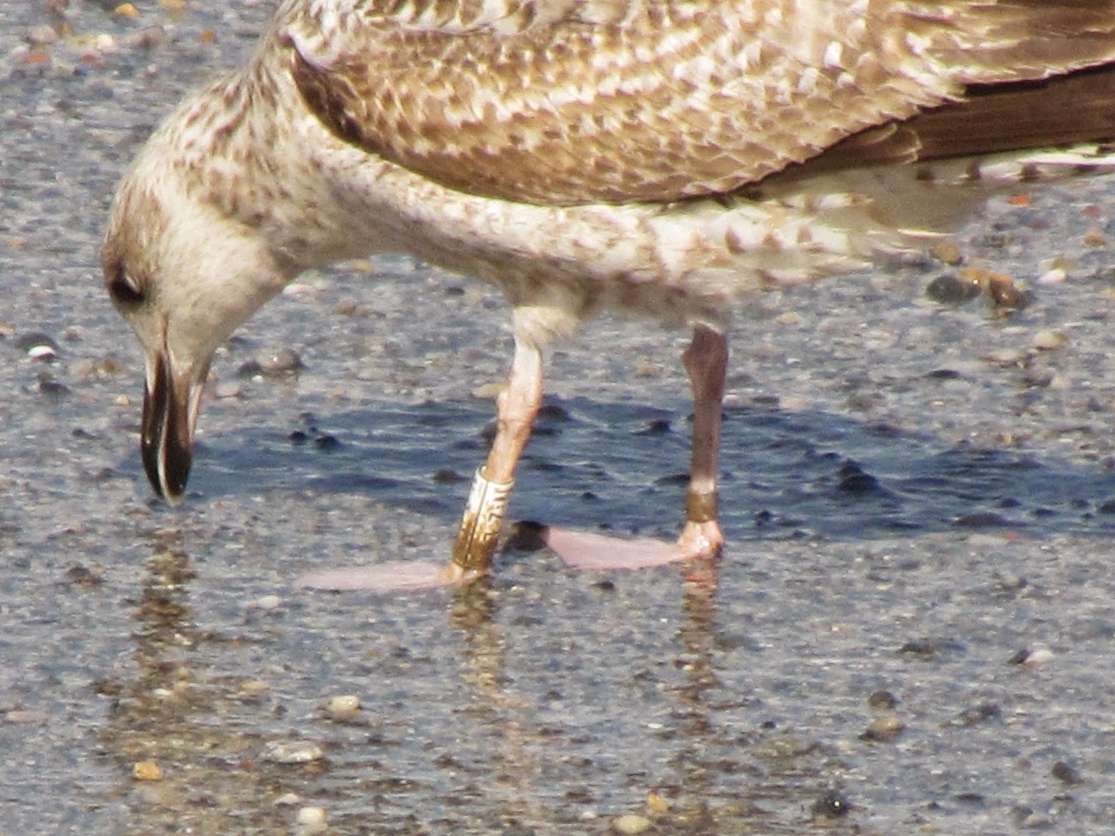 gaviota con restos de fuel en anilla de pvc