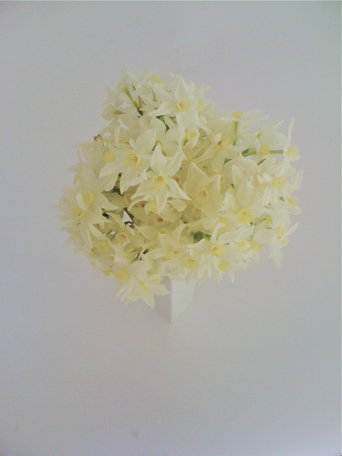 Alessandra Zecchini Jonquils