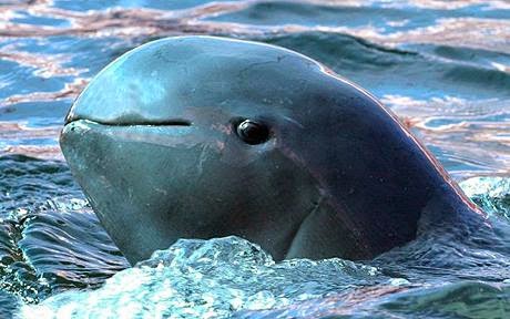 Animals You May Not Have Known Existed - Irrawaddy Dolphin