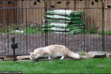 cat-gif-077-004.gif