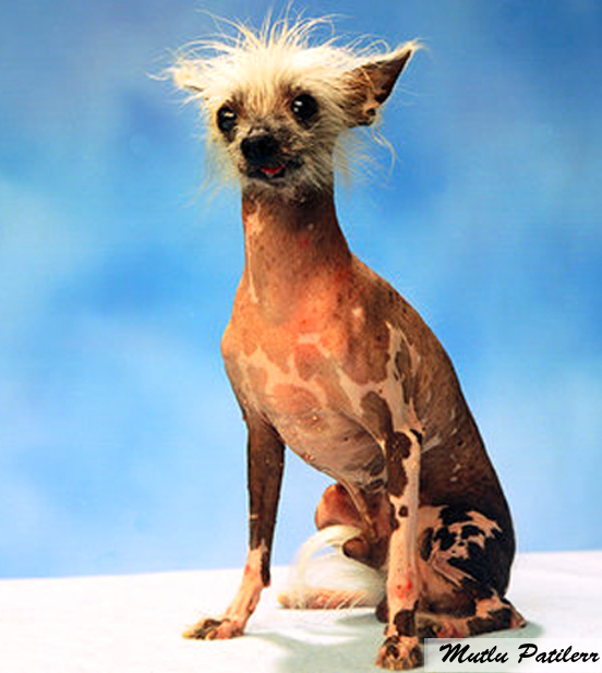 Mutlu Patilerr Dünyanın En Çirkin 10 Köpeği / World�s Ugliest 10 Dogs