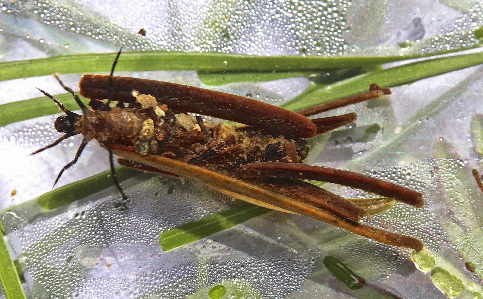 Aquatic Insects of Central Virginia Immature "October Caddisfly