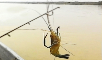 Rahasia Sukses Mancing Udang Galah Mancing Mania