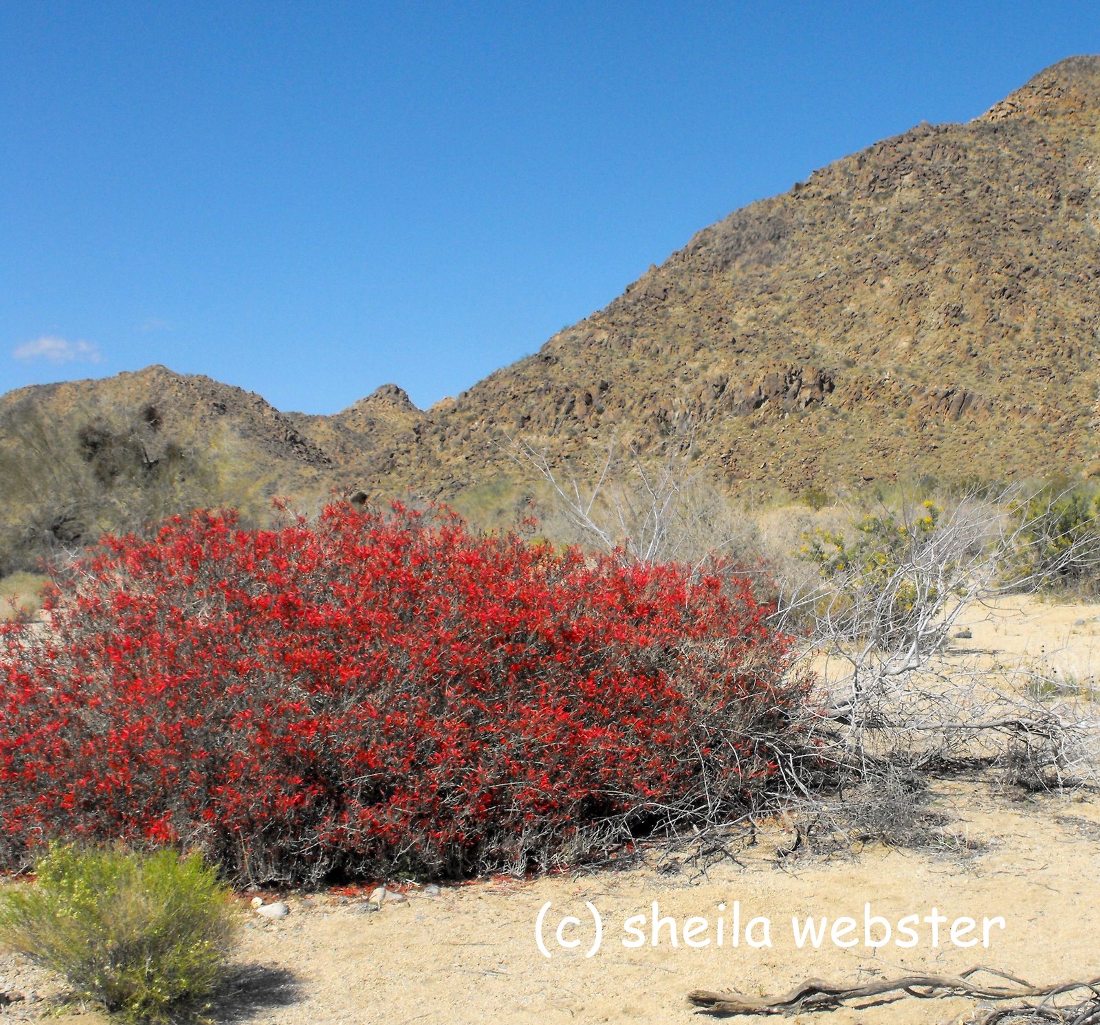 Lrnarts Five Desert Plants