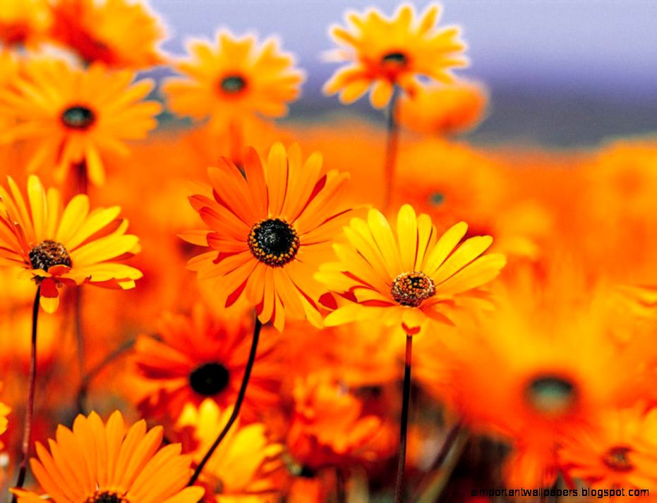Orange Flowers Free Desktop Background Wallpaper Image 1024x768PX Orange Flowers Free Desktop Background Wallpaper Image 1024x768PX