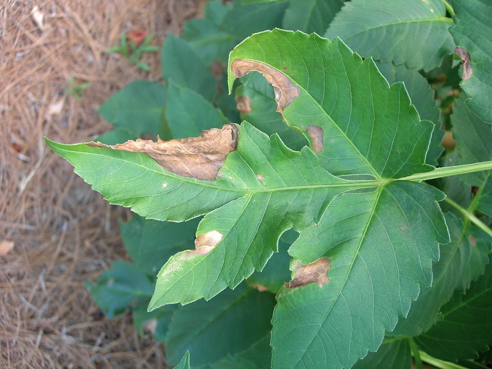 My Little Bungalow Dahlia Blooms (and a Problem)
