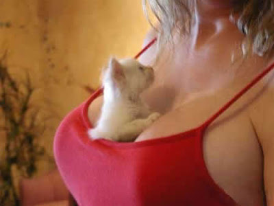 Boobies-and-Kitties-Kittys-Boobs-and-Kittens.jpg (400×300)