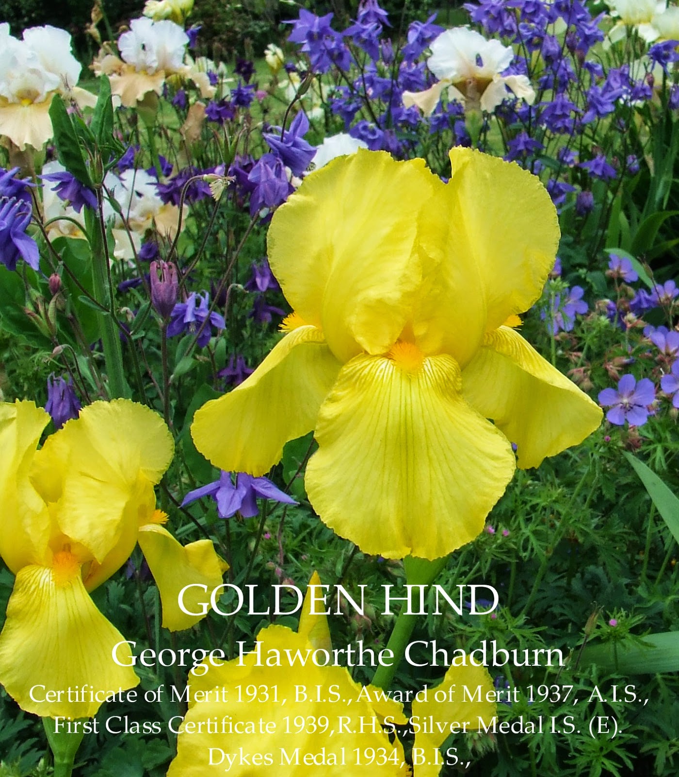 British Dykes Medal Tall Bearded Iris GOLDEN HIND HERITAGE IRISES