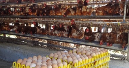 Agropolita: PEDOMAN TEKNIS BUDIDAYA AYAM RAS PETELUR