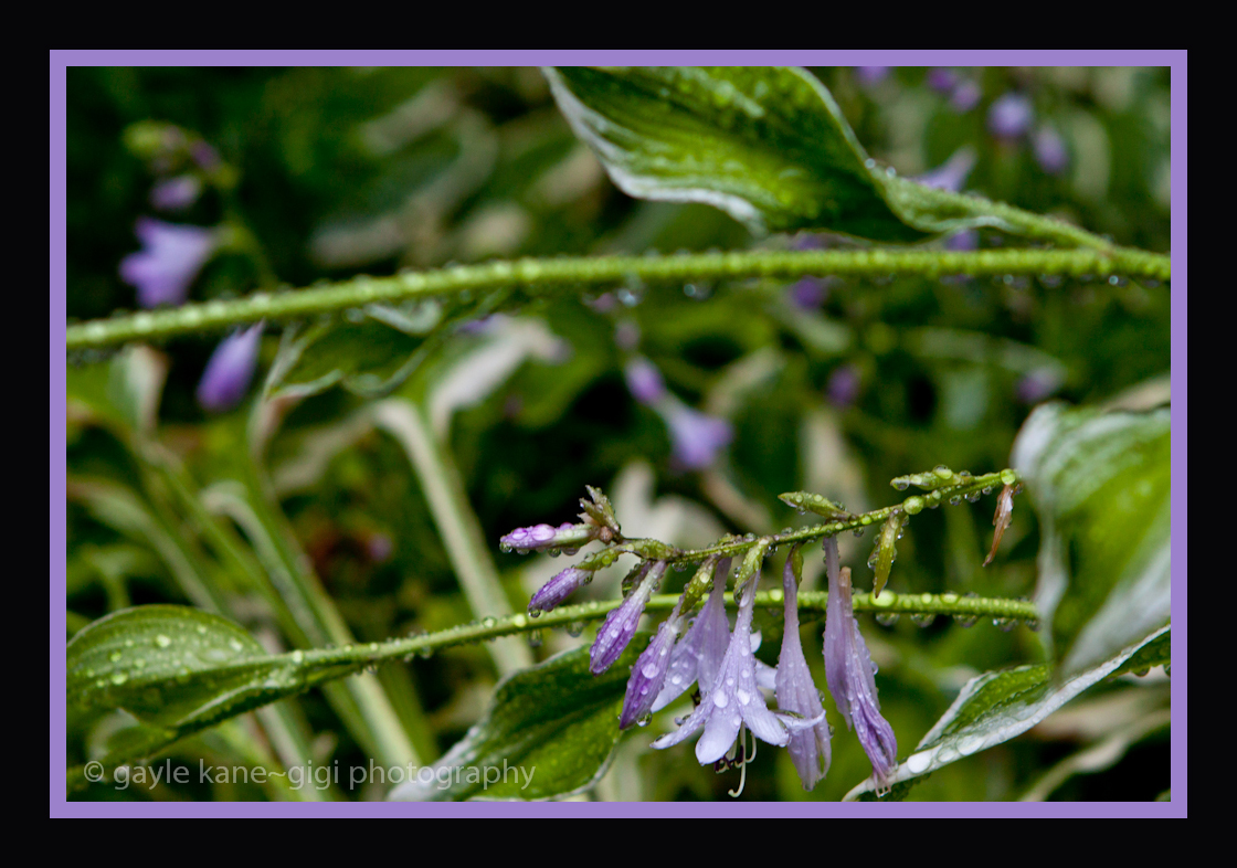 GiGi K Photography Blog