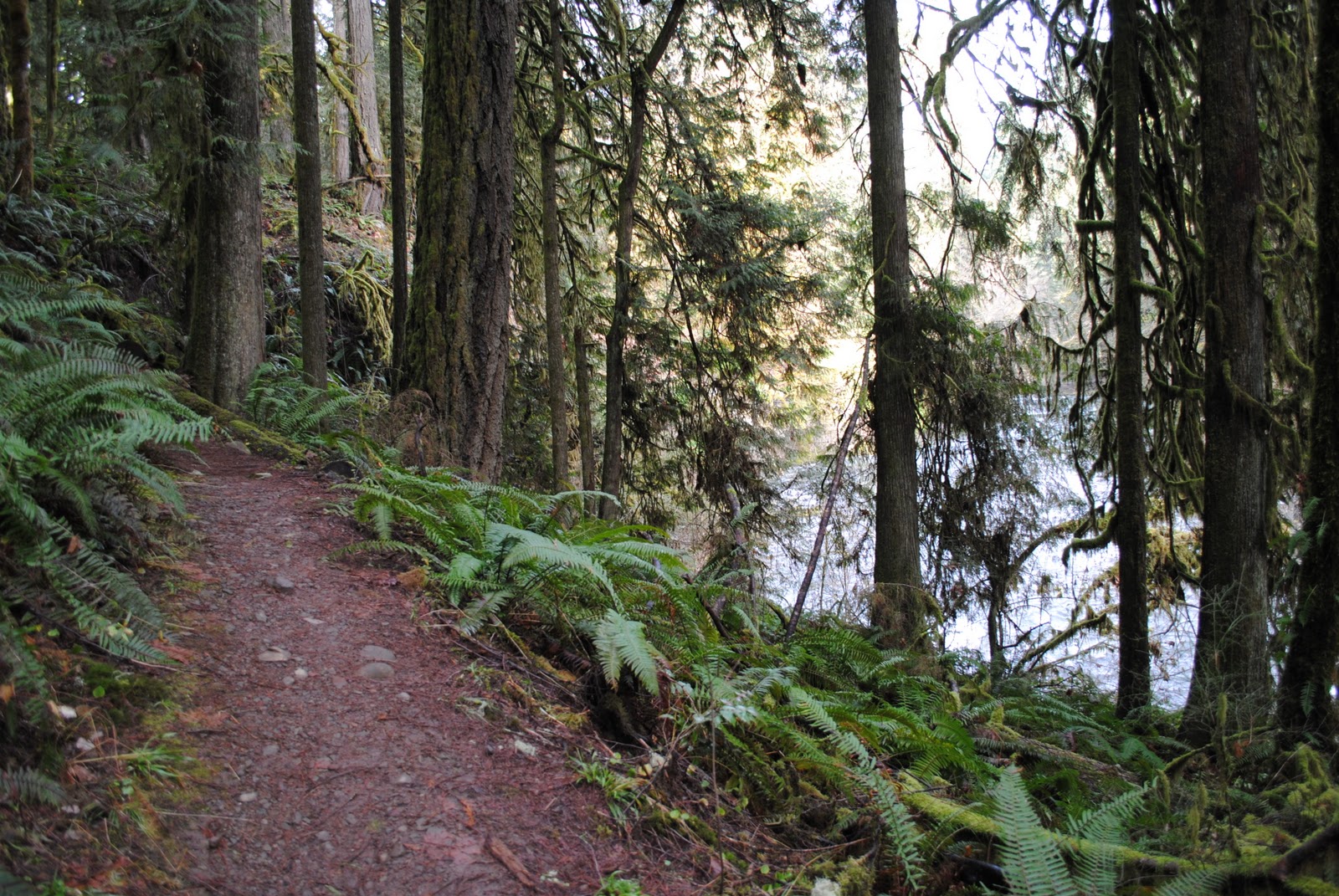 Black Watch Sasquatch Eagle Fern Park Estacada, Oregon