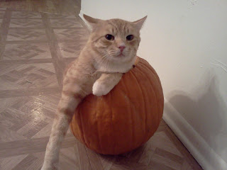 Cat-o-lantern