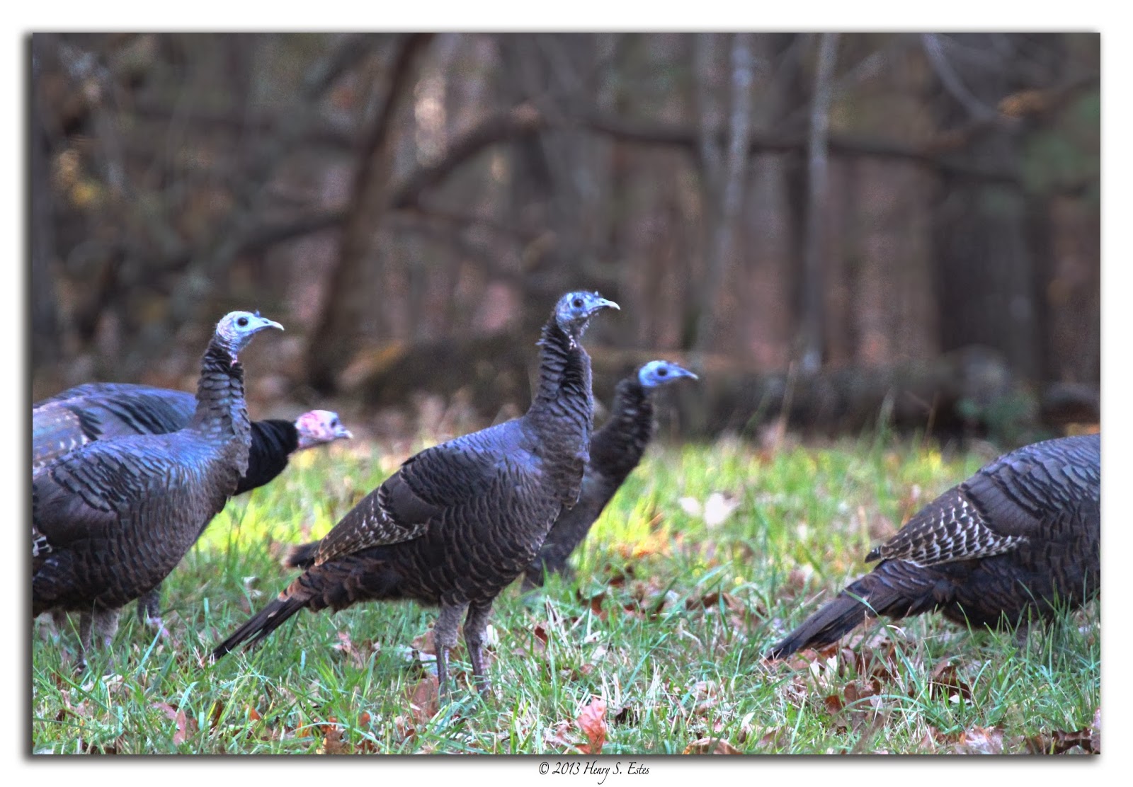rafter of turkeys rafter of turkeys