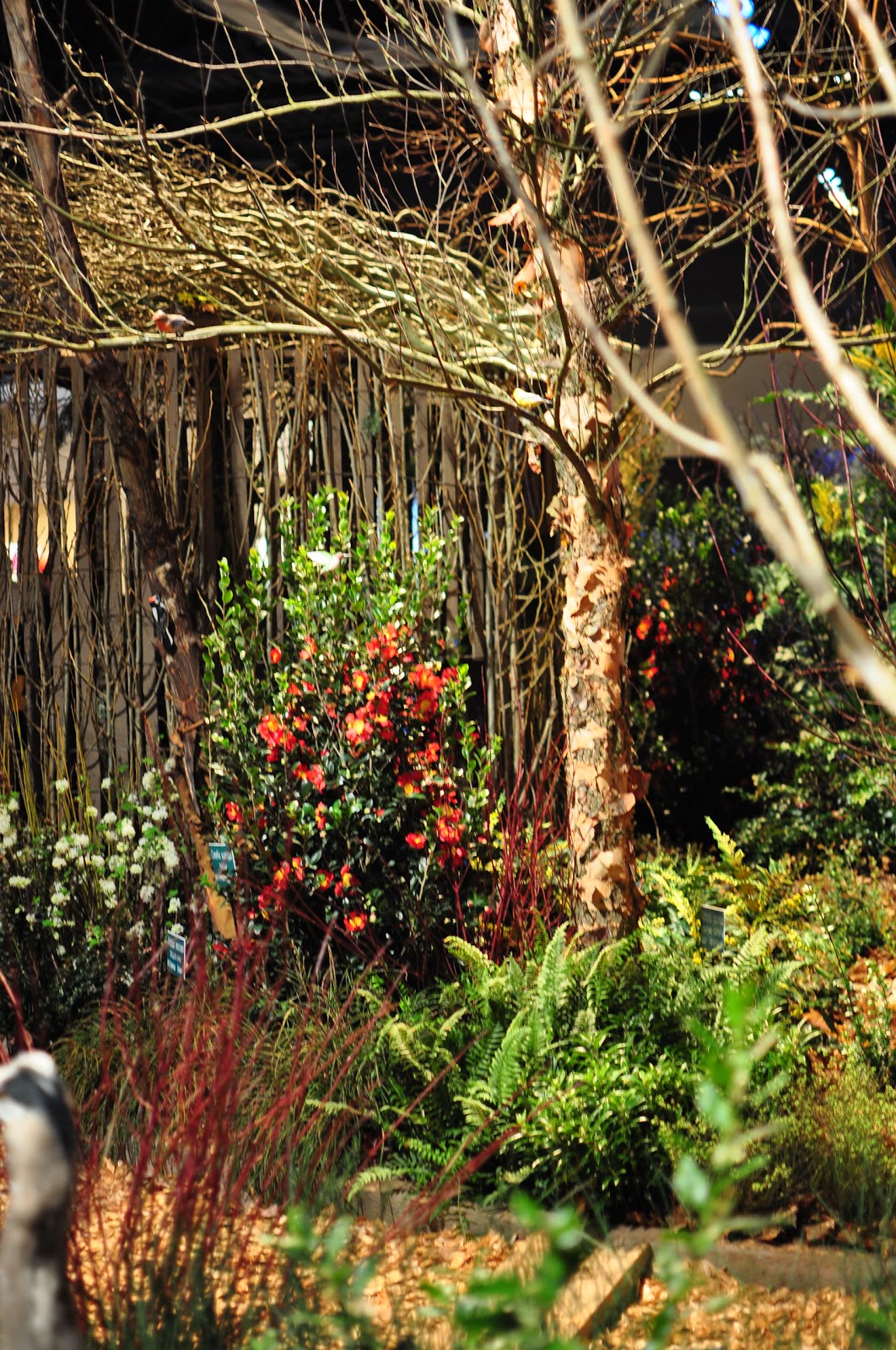 Megan Seagren's Journal Plants for Pacific Northwest Shade Gardens