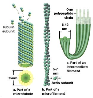 Mikrotubul dan mikrofilamen