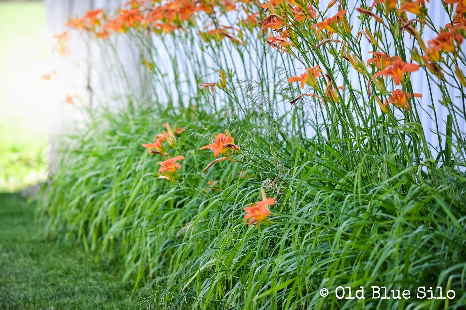 Old Blue Silo Tiger Lilies on the Farm