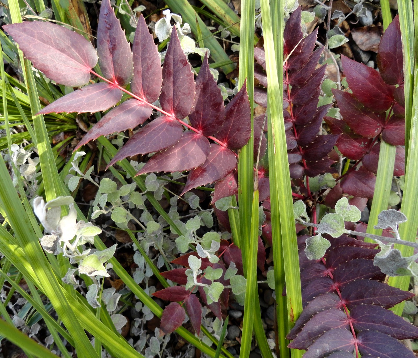 Flore En Valois Vigne De L Oregon Winter Sun Mahonia X Media