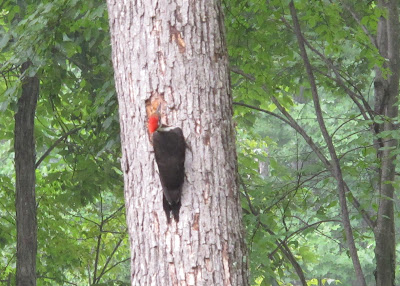 Pileated Woodpecker 4