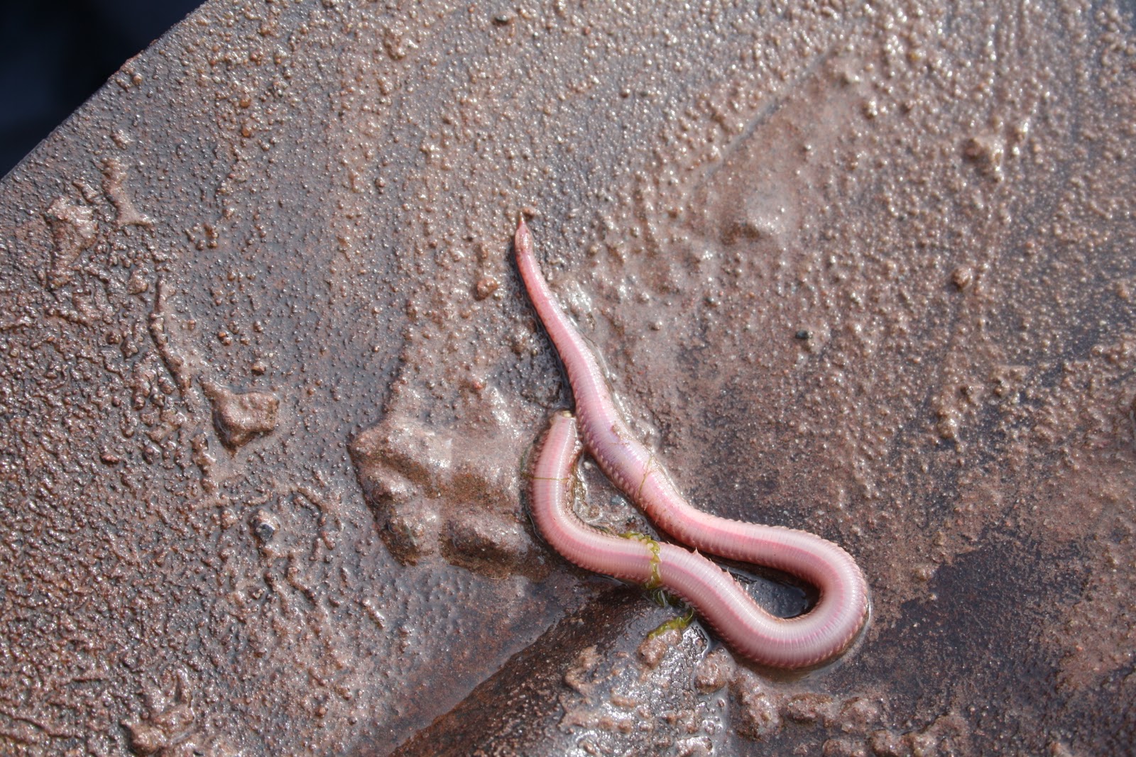 Huntsman Marine Science Centre Creature Feature Blood worm