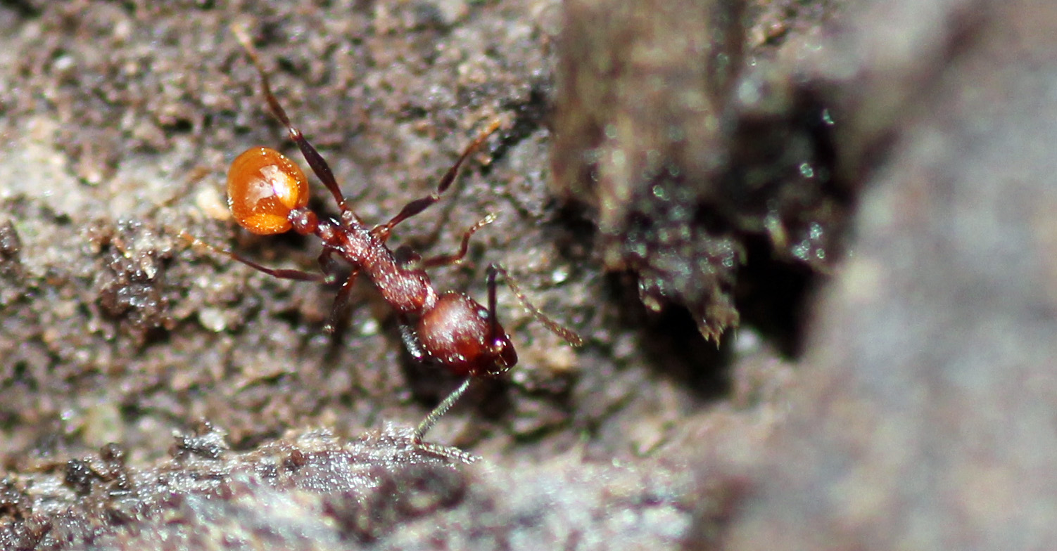 MObugs Spinewaisted Ant