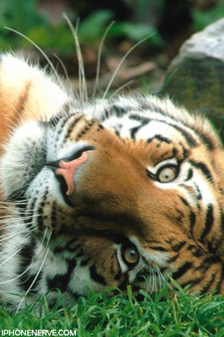 wallpapers tiger. Animals Mobile Wallpaper